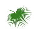 Vector tropical green Washingtonia palm leaf isolated on white background.