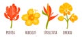Vector Tropical nature set of exotic flowers in flat style hand drawn. Protea, Orchidea, Hibiscus, Strelitzia. Warm summer colors Royalty Free Stock Photo