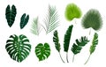 Vector tropical palm leaves, jungle leaves set Royalty Free Stock Photo