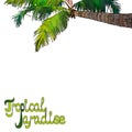 Palm tree background, background for postcard