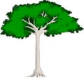 Vector tropical rainforest Kapok tree