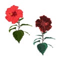 Vector tropical red hibiscus branch set isolated on white background.