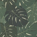 Vector tropical seamless pattern with dark green leaves of monstera plant Royalty Free Stock Photo