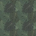 Vector tropical seamless pattern with dark green leaves of monstera plant Royalty Free Stock Photo