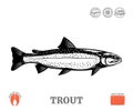 Vector trout fish illustration