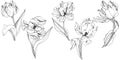 Vector Tulip Black and white engraved ink art. Floral botanical flower. Isolated tulip illustration element. Royalty Free Stock Photo