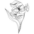 Vector Tulip Black and white engraved ink art. Floral botanical flower. Isolated tulip illustration element. Royalty Free Stock Photo