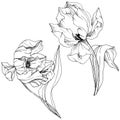 Vector Tulip Black and white engraved ink art. Floral botanical flower. Isolated tulip illustration element. Royalty Free Stock Photo