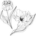 Vector Tulip Black and white engraved ink art. Floral botanical flower. Isolated tulip illustration element. Royalty Free Stock Photo