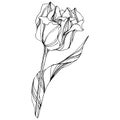 Vector Tulip Black and white engraved ink art. Floral botanical flower. Isolated tulip illustration element. Royalty Free Stock Photo