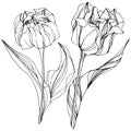 Vector Tulip Black and white engraved ink art. Floral botanical flower. Isolated tulip illustration element. Royalty Free Stock Photo