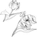 Vector Tulip Black and white engraved ink art. Floral botanical flower. Isolated tulip illustration element. Royalty Free Stock Photo