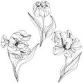 Vector Tulip Black and white engraved ink art. Floral botanical flower. Isolated tulip illustration element. Royalty Free Stock Photo