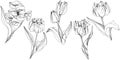 Vector Tulip Black and white engraved ink art. Floral botanical flower. Isolated tulip illustration element. Royalty Free Stock Photo