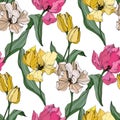 Vector Tulip engraved ink art. Floral botanical flower. Seamless background pattern. Fabric wallpaper print texture. Royalty Free Stock Photo