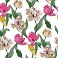 Vector Tulip engraved ink art. Floral botanical flower. Seamless background pattern. Fabric wallpaper print texture. Royalty Free Stock Photo