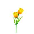 Vector Tulip Flowers