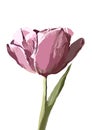 Vector tulip hand drawn illustration on background.