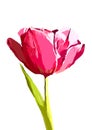 Vector tulip hand drawn illustration on background. Royalty Free Stock Photo