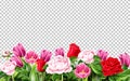 Vector tulip rose peony flower on transparent Royalty Free Stock Photo