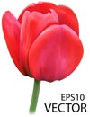 Vector tulip on white background. Photo realistic vector