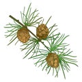 Vector twig with outline European Larch or Larix tree. Branch with green foliage and brown cones isolated on white background.