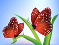Vector two butterflies Royalty Free Stock Photo
