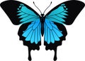 Vector Ulysses butterfly from Indonesia Royalty Free Stock Photo