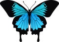 Vector Ulysses butterfly from Indonesia