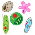 Vector unicellulars set Royalty Free Stock Photo