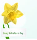 Vector Valentine background with jonquil