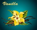 Vector vanilla flower and pods.