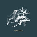 Vector vanilla sketch. Drawn spice herb. Botanical illustration of organic, eco plant. Used for farm sticker,shop label.