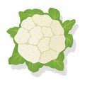 Vector vegetable cauliflower cabbage