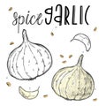 Vector vegetables garlic in a realistic sketch style. Healthy food, natural product, vegetable farm, vegan food, sports nutrition.