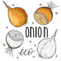 Vector vegetables onion in a realistic sketch style. Healthy food, natural product, vegetable farm, vegan food, sports nutrition.