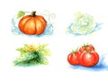 Vector vegetables, painting on white background