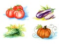 Vector vegetables, painting on white background