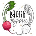 Vector vegetables radish in a realistic sketch style. Healthy food, natural product, vegetable farm, vegan food, sports nutrition.