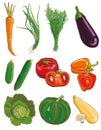 Vector vegetables set. Food ingredients