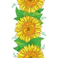 Vector vertical seamless pattern with outline open Sunflower or Helianthus flower in yellow and green leaf on the white background Royalty Free Stock Photo