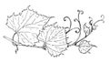 Vector vine. isolated contour of black color, curved branch of wine grapes with leaves and tendrils drawn by hand in Royalty Free Stock Photo