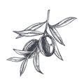 Vector vintage botanical illustration of olive branch in engraving style. Hand drawn sketch of plant with fruits isolated on white Royalty Free Stock Photo