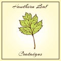 Vector vintage colored engraved illustration of hawthorn leaf. Green leaf on begie background. Vector hawthorn autumn