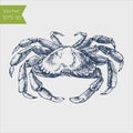 Vector vintage crab drawing. Hand drawn monochrome seafood illustration Royalty Free Stock Photo