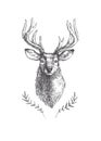 Vector vintage deer head in engraving style. Hand drawn illustration with animal portrait isolated on white Royalty Free Stock Photo