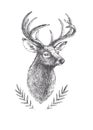 Vector vintage deer head in engraving style. Hand drawn illustration with animal portrait isolated on white Royalty Free Stock Photo