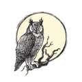 Vector vintage gothic illustration with owl sitting on dry branch. Bird on tree and full moon isolated on white background.