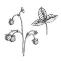 Vector vintage hand drawn illustration of wild strawberry sprig isolated on white. Botanical sketch of branch with berries and Royalty Free Stock Photo