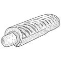 Vector vintage hot dog drawing. Hand drawn monochrome fast food illustration. Royalty Free Stock Photo